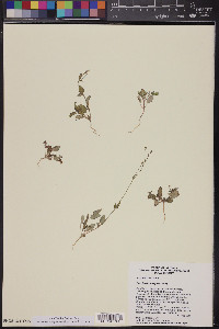 Boerhavia wrightii image