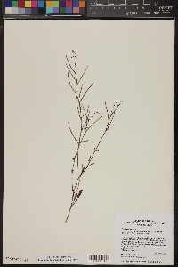 Eremothera chamaenerioides image