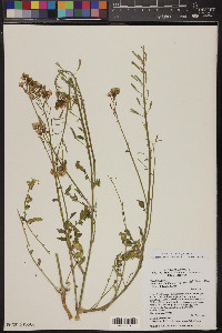 Chylismia claviformis subsp. peeblesii image