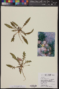 Oenothera primiveris image