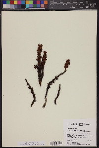 Orobanche cooperi image