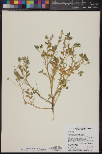 Lupinus concinnus subsp. orcuttii image