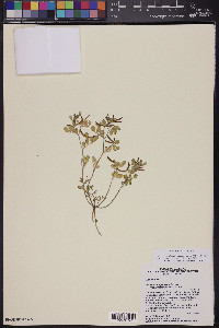 Acmispon maritimus var. brevivexillus image