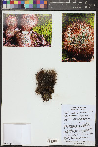 Mammillaria densispina image