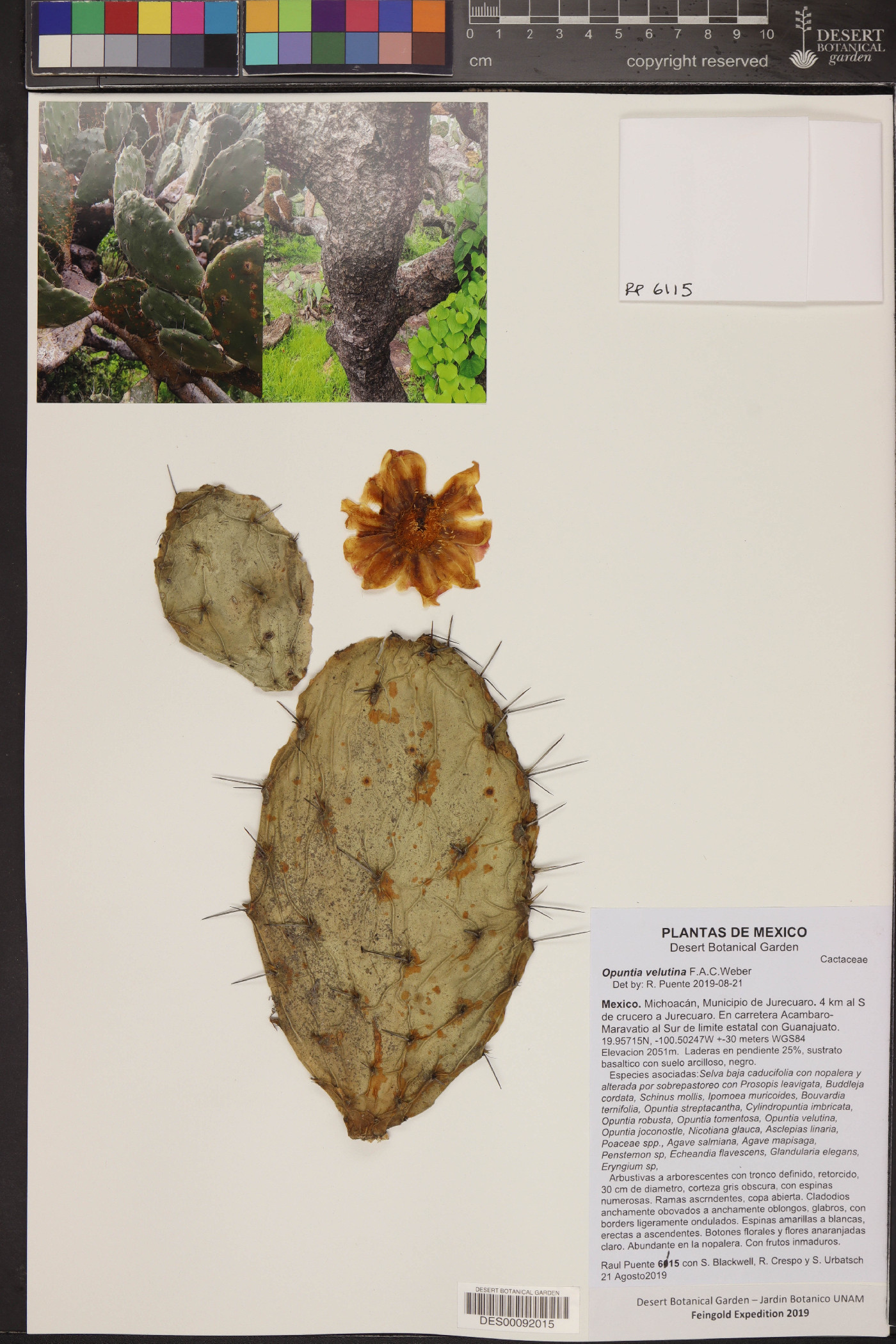 Opuntia velutina image