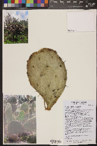 Opuntia velutina image