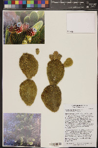 Opuntia microdasys image