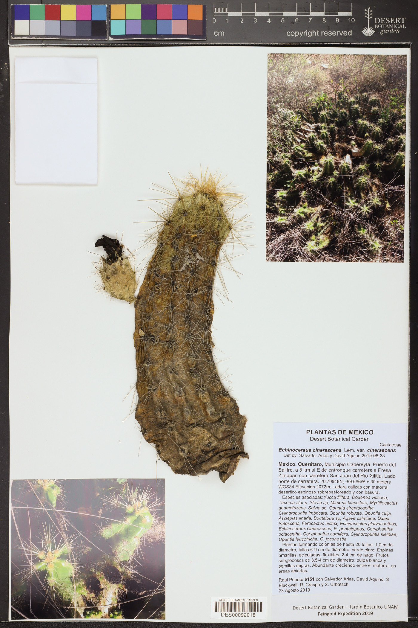 Echinocereus cinerascens var. cinerascens image