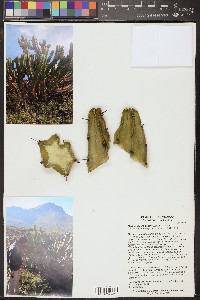 Myrtillocactus geometrizans image