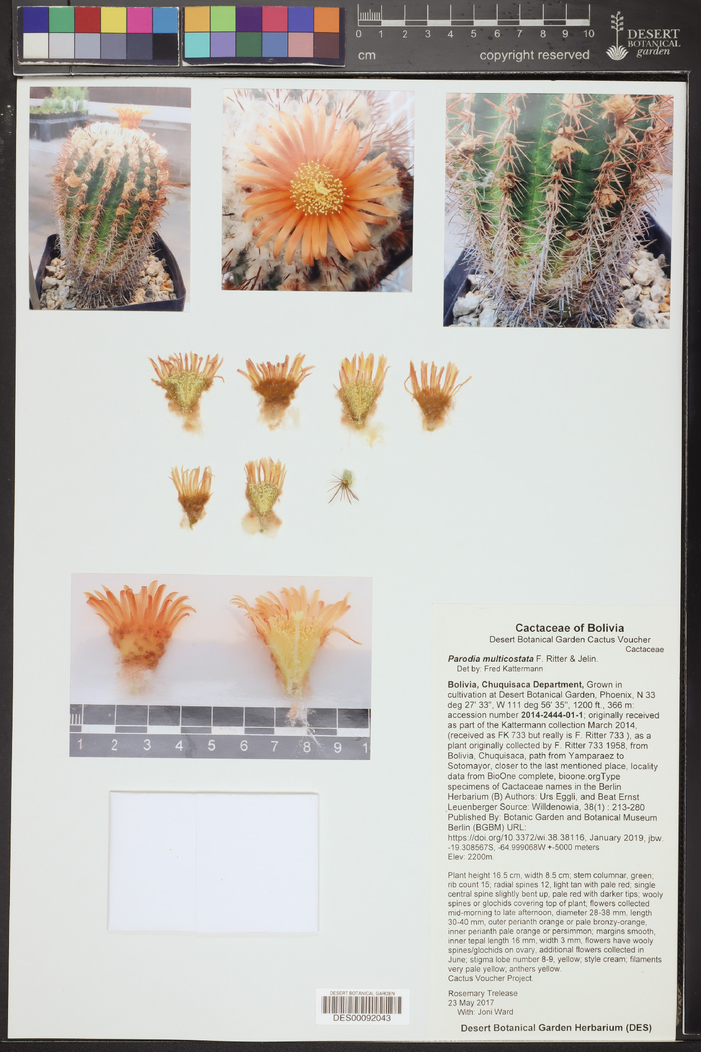 Parodia tuberculata image