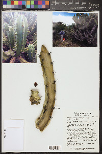 Myrtillocactus geometrizans image