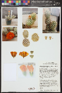 Cumulopuntia sphaerica image