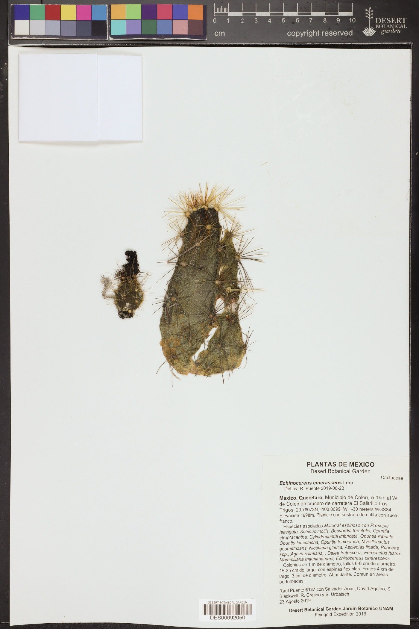 Echinocereus cinerascens image