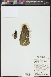Echinocereus cinerascens image