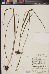 Echeandia flavescens image