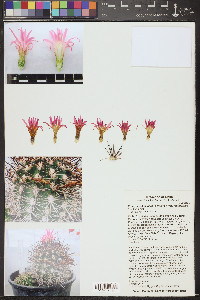 Eriosyce subgibbosa image