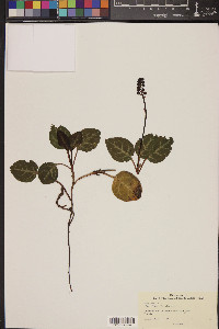 Pyrola picta image