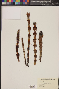 Equisetum telmateia image