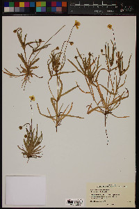 Platystemon californicus image