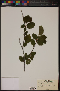 Corylus cornuta image