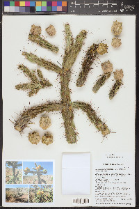 Cylindropuntia imbricata subsp. imbricata image