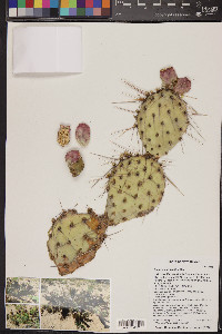 Opuntia polyacantha image