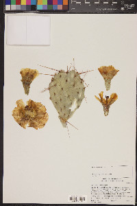 Opuntia phaeacantha image