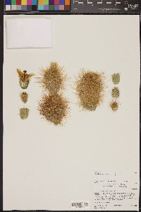 Cylindropuntia bigelovii var. bigelovii image