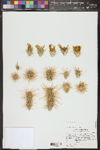 Cylindropuntia echinocarpa image