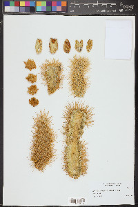 Cylindropuntia bigelovii image