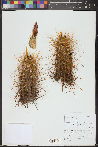 Echinocereus engelmannii image