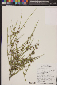 Ephedra fasciculata image