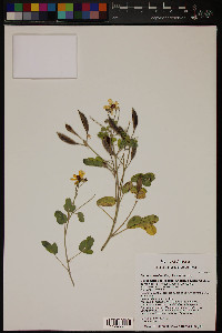 Senna covesii image