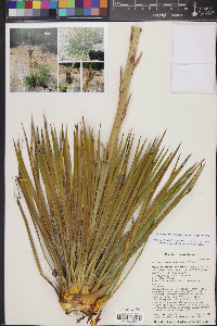 Yucca angustissima var. angustissima image