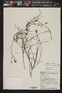 Porophyllum gracile image