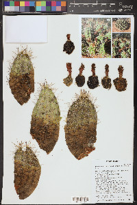 Echinocereus mojavensis image