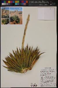 Yucca harrimaniae image