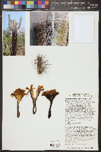 Carnegiea gigantea image