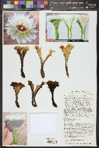 Carnegiea gigantea image