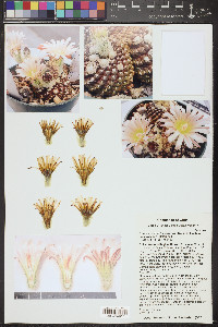 Eriosyce odieri image