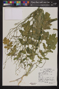 Brassica tournefortii image