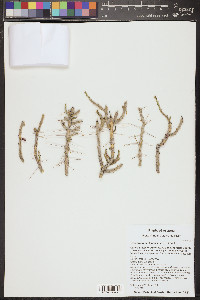 Cylindropuntia leptocaulis image