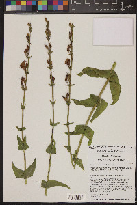 Penstemon pseudospectabilis image