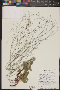 Eriogonum capillare image