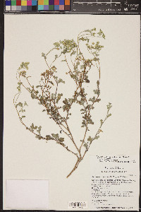 Parthenium incanum image