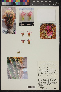 Eriosyce chilensis image