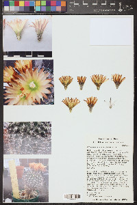Eriosyce heinrichiana image