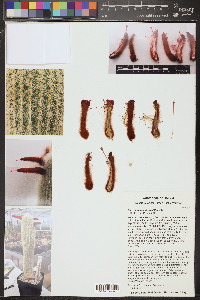 Cleistocactus strausii image