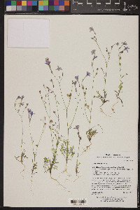 Gilia flavocincta image