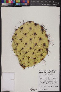 Cephalanthus salicifolius image